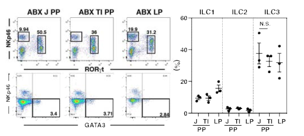 Identification of ILC3s in Peyer