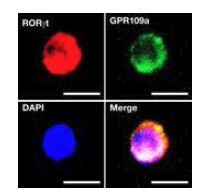 Identification of GPR109a in RORgt+ ILC3