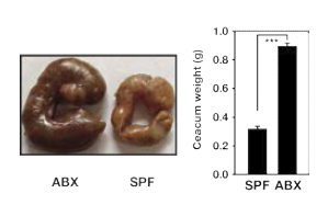 Characterization of cecum in SPF or ABX mice