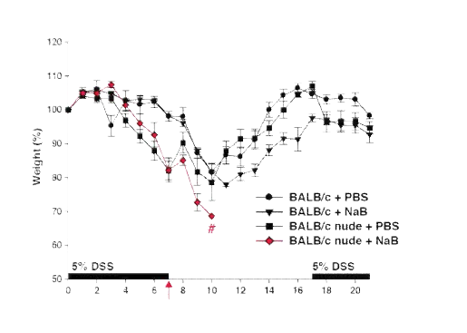 Body weight change in mice SPF BALB/c or BALB/c nude mice treated with or without DSS