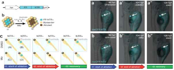 Mtz/NTR tissue-specific ablation 실험 디자인