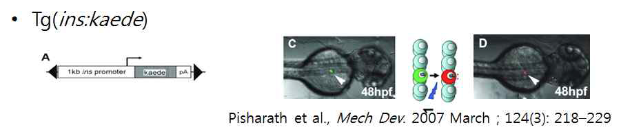 베타세포 형질전환 제브라피쉬의 베타세포 콘포칼현미경 이미지