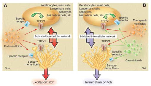 가려움증에 관여하는 TRPV의 역할 가설