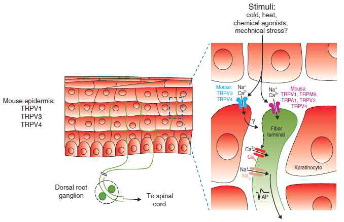 피부에서의 TRP의 역할 가설