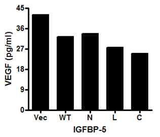 HTR8/SVneo cell에서 IGFBP-5 각 domain이 VEGF 발현에 미치는 영향