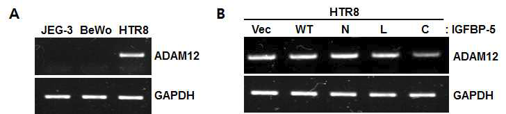 태반 세포주에서 ADAM12 발현 (A) 및 IGFBP-5의 각 Domain이 ADAM12 발현에 미치는 영향 (B)