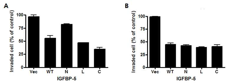 IGFBP-5 각 Domain의 HTR8/SVneo Cell Invasion에 대한 영향