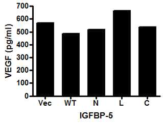 JEG-3 cell에서 IGFBP-5 각 domain이 VEGF 발현에 미치는 영향