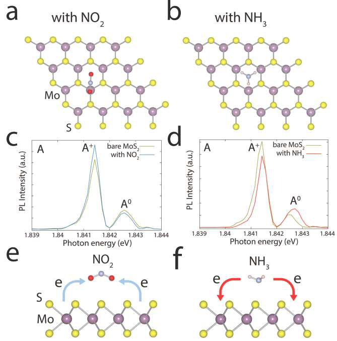 MoS2의 가스 감지 메커니즘 규명 실험. a. NO2, b. NH3 가스의 MoS2 표면에서의 흡착 위치, c. NO2, d. NH3 가스 분위기에서 in-situ PL변화, e. NO2, f. NH3 가스분자와 MoS2의 상호 전하교환. Sci. Rep. 5, 8052