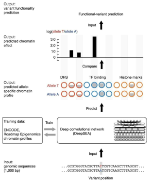 딥러닝을 이용하여 noncoding 변이를 해석하는 방법의 예시 (DeepSEA).