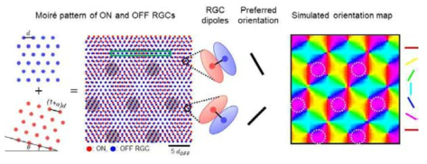 규칙적인 망막신경절세포(Retinal Ganglion Cell, RGC)의 분포에 의해 시각피질에서 발견되는 기능성 지도(방향성 지도, orientation map)의 형태가 결정된다는 모델에 대한 시뮬레이션 결과