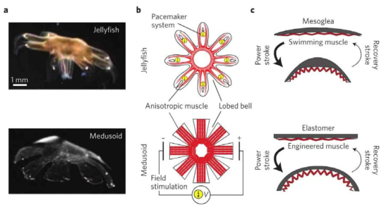 생체 모방 기술 기반의 해파리 로봇 원리 모식도