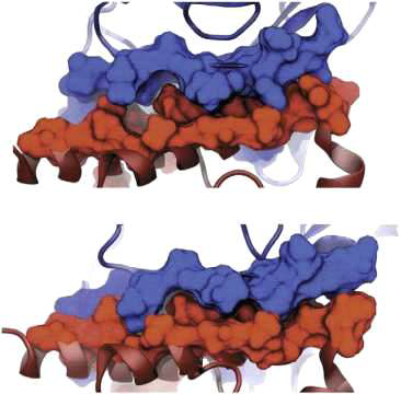 단백질 Cohesin(위)과 Dockerin(아래) 표면 재배열 시뮬레이션