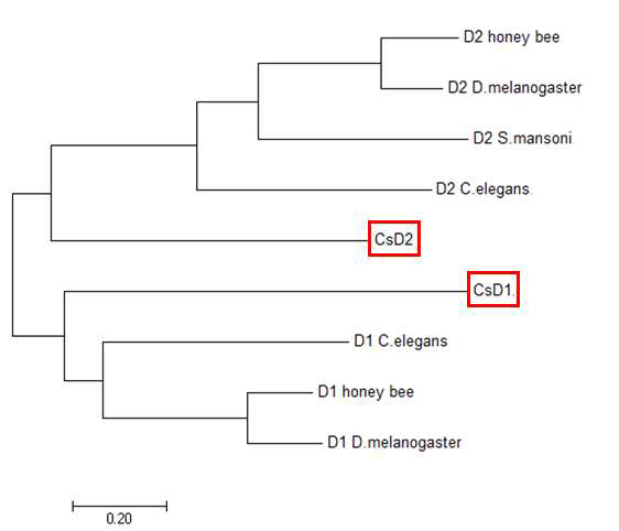 간흡충 도파민 수용체에 대한 phylogenetic analysis (MEGA7)