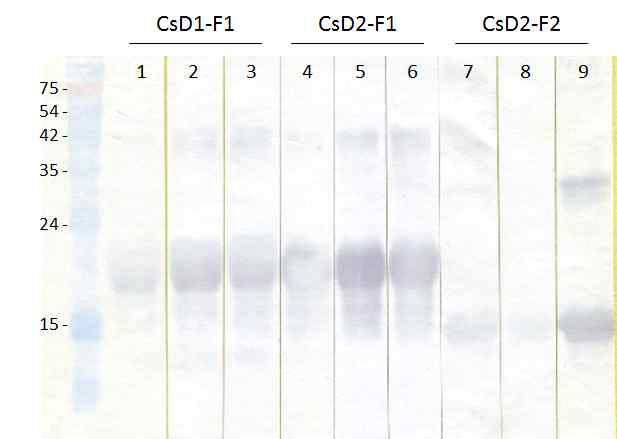 CsD1-F1, CsD2-F1 또는 CsD2-F2 재조합단백질과 마우스 면역혈청의 면역혈청반응. Lane 1, 4, 7: anti-his IgG.