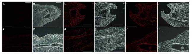 간흡충 도파민수용체의 성충 내 분포 분석. A-D, Normal serum; E-H, anti-CsD1 serum; I-L, anti-CsD2 serum. (Scale bar = 200 μm)
