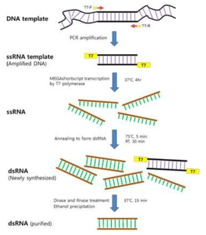 dsRNA 생산 과정