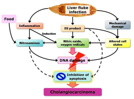 간흡충 만성감염으로 인한 담관암발생기전