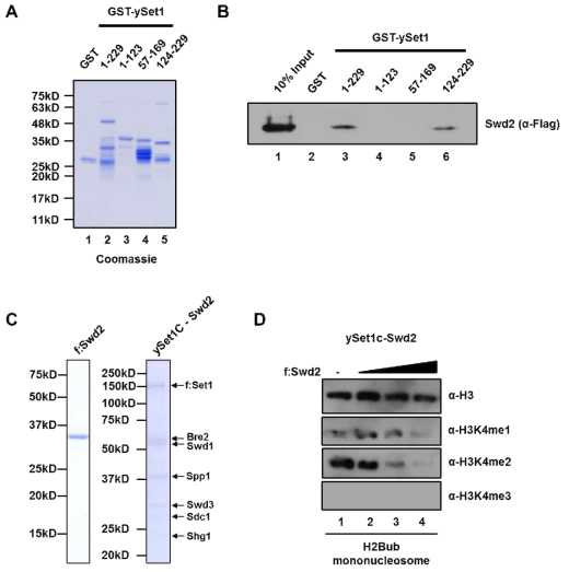Set1-Swd2 단백질 간 결합 분석 및 Swd2의 Set1 복합체 활성 조절