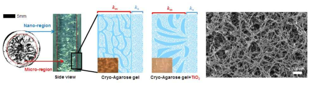 Cryo-agarose gel 내부 구조물 형상 및 SEM을 통한 내부 구조 촬영 사진