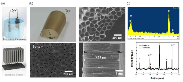 (a) titanium의 제작과정, (b) titanium dioxide nano tube 구조물의 SEM 사진, (c) 구조물 성분 분석을 위한 XRD & EDX 측정