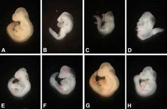 Representative images of mouse embryos exposed to nicotine with/without lycopene.