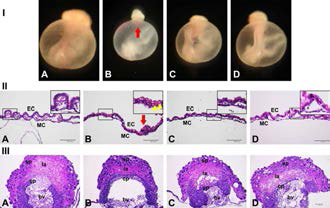 Lycopene attenuates nicotine-induced defects of yolk sac vascularization in mouse embryos