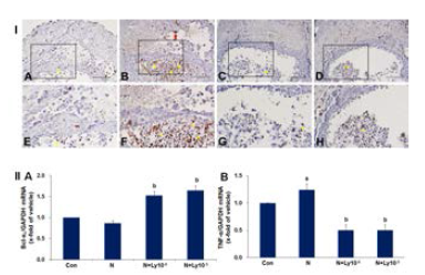 Lycopene protects yolk sac placentas through anti-proinflammatory and anti-apoptotic effects