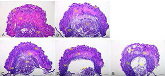 Caffeine aggravated development of labyrinth exposed to bisphenol