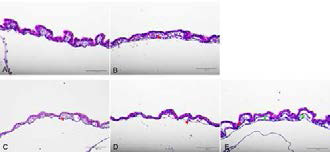 Caffeine inhibited the development of yolk-sac vessels exposed to bisphenol A.