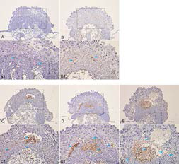 Caffeine increased the apoptotic changes in placenta co-exposed to bisphenol A.