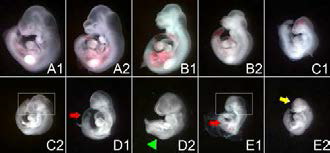 Representative images of mouse embryos exposed to bisphenol A and/or caffeine.