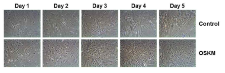 리프로그램 관련 cell cycle regulator 발굴을 위한 초기 리프로그래밍 과정 분석.