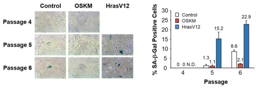 역분화 초기 단계 세포에 대한 senescence associated beta-galactosidase (SA-β-Gal) assay.