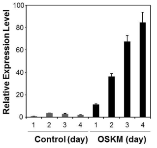 리프로그래밍 초기 단계 세포에서의 Cyclin D1 mRNA 발현양 변화에 대한 real time PCR 결과.