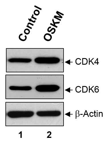 리프로그래밍 초기의 세포주기 조절자인 CDK 발현 패턴 분석.