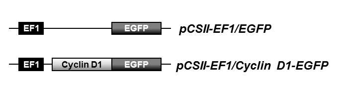 Lentiviral Cyclin D1-EGFP vector에 대한 schematic drawing.