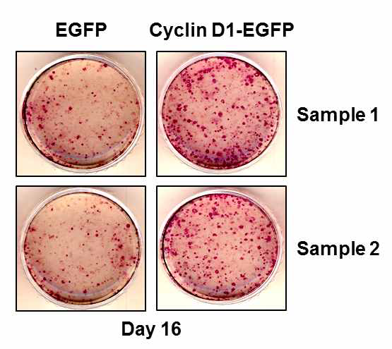 Cyclin D1 overexpression이 리프로그래밍에 미치는 영향 분석.