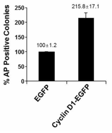 Cyclin D1 coexpression 후의 AP positive 콜로니 수 증가.
