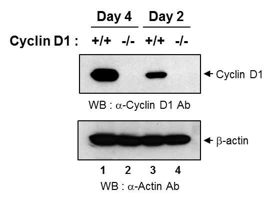 Cyclin D1-/- MEF의 특성 분석.