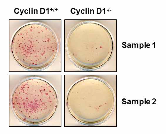 Cyclin D1 knockout이 리프로그래밍에 미치는 영향 규명.