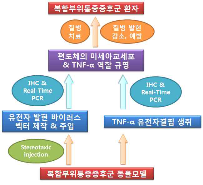 편도체에서 미세아교세포의 기능적 연 구를 위한 모식도