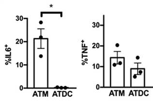 수지상세포의 Cytokine 분비능