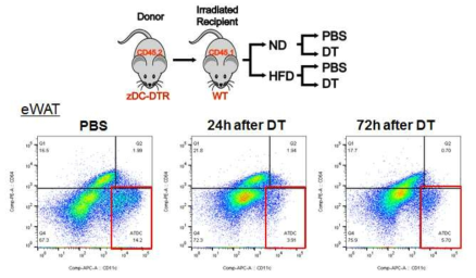zDC-DTR BMT를 이용한 수지상세포 제거 실험동물 모델