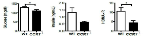 고지방사료를 섭취한 WT과 CCR7-/-쥐의 혈당 및 인슐린 저항성