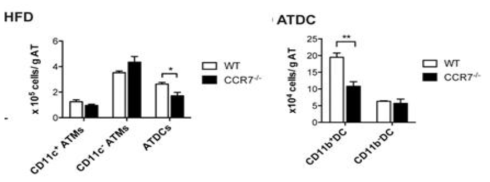 고지방사료를 섭취한 WT과 CCR7-/-쥐의 지방조직 면역세포 조성