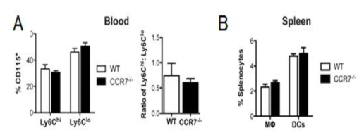 고지방사료를 섭취한 WT과 CCR7-/-쥐의 혈액과 비장 면역세포 조성