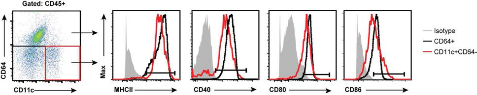 지방 CD11c+CD64- 세포의 항원제시관련 분자들의 발현
