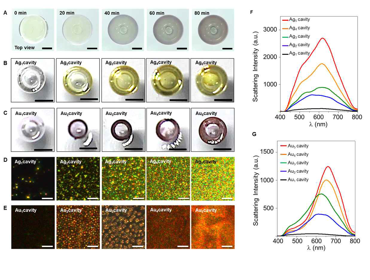 금속이온 전구체(예: HAuCl4, AgNO3)를 섞은 수용액을 환원제를 포함하는 액상 PDMS에 떨어뜨렸을 때 관찰되는 캐비티의 색 변화 및 나노분광시스템이 장착된 암시야 현미경을 이용한 산란색 및 스펙트럼 분석 결과