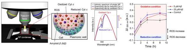 신경세포가 아밀로이드 베타로부터 유발되는 독성환경에 노출될 경우 방출되는 활성산소종을 측정하기 위하여 제조한 Au/Pt 플라즈몬 캐비티를 적용한 결과